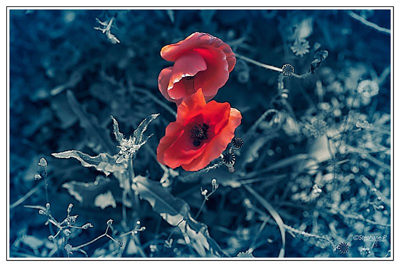 La fleur