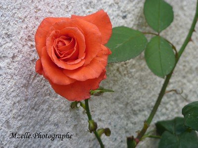 Belle rose
