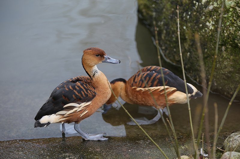 couple papa et maman