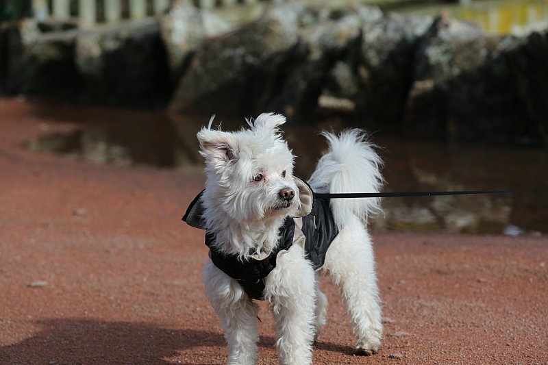 chien attentif